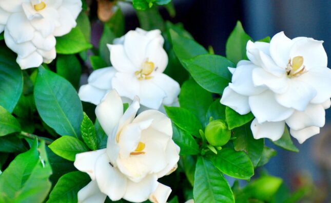 fragrant gardenia