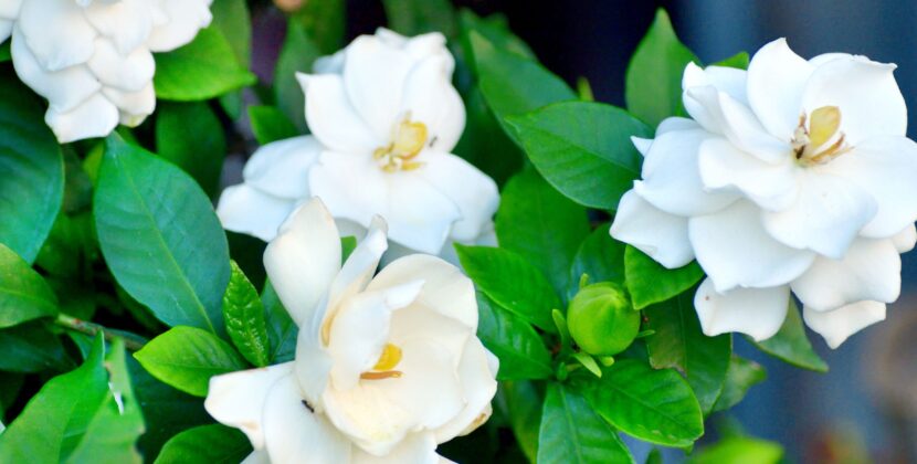 How to Grow and Care for Fragrant Gardenia Plants